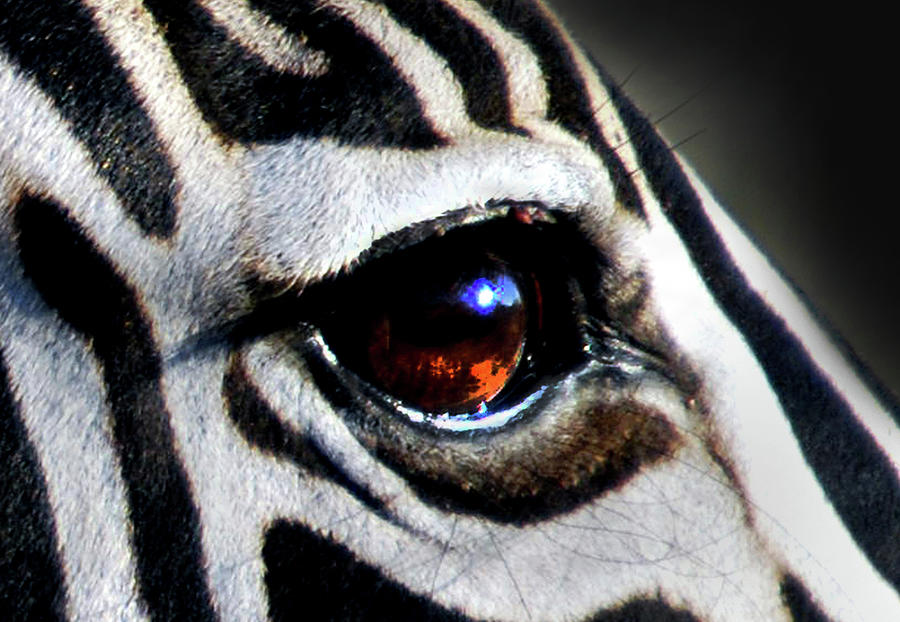 Sunset Reflected In Zebras Eye Photograph by Alexandras Photography