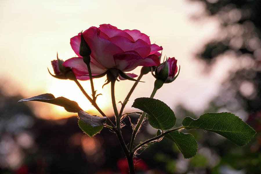 Sunset Rose  Photograph by Arthur Oleary