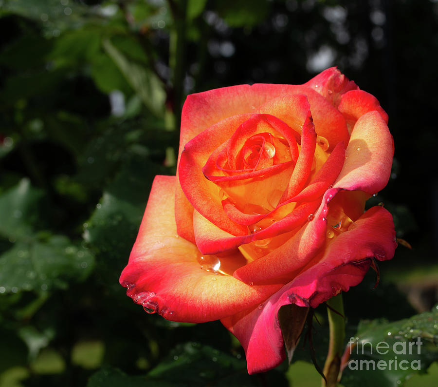 Sunset Rose Photograph by Tamara Billingsley - Fine Art America