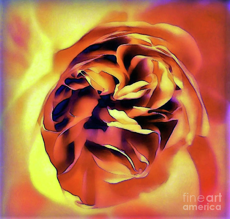 Sunset Rose Digital Art by Tracey Lee Cassin