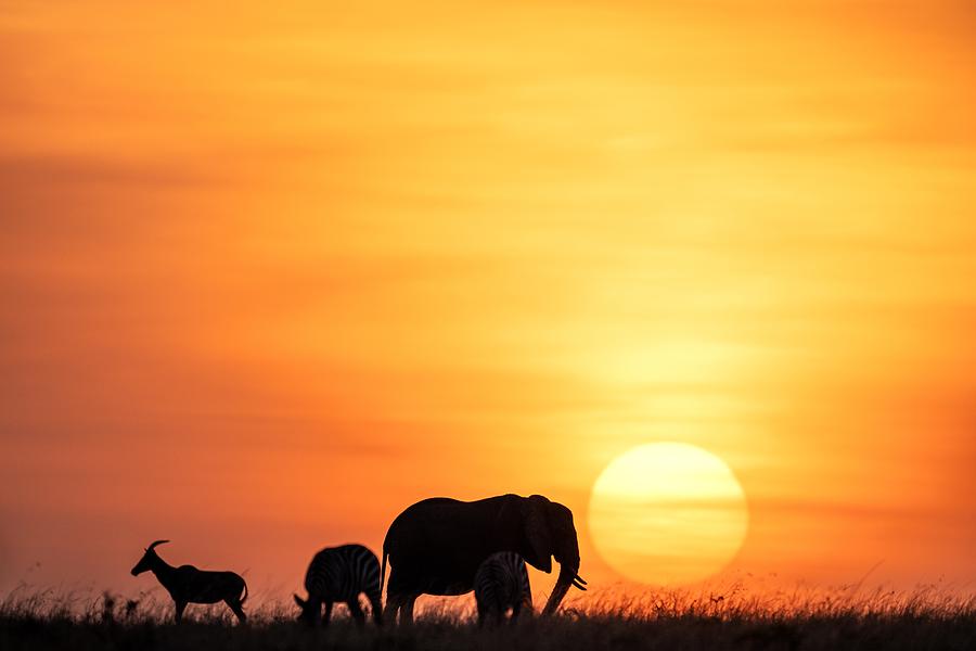 Sunset Safari Photograph by Yoshiki Nakamura