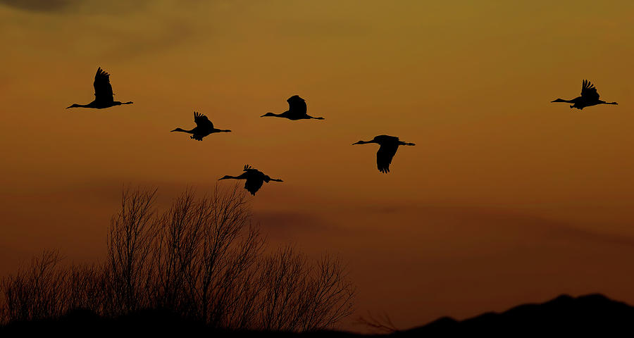 Sunset Sandhill Cranes  Photograph by Gary Langley