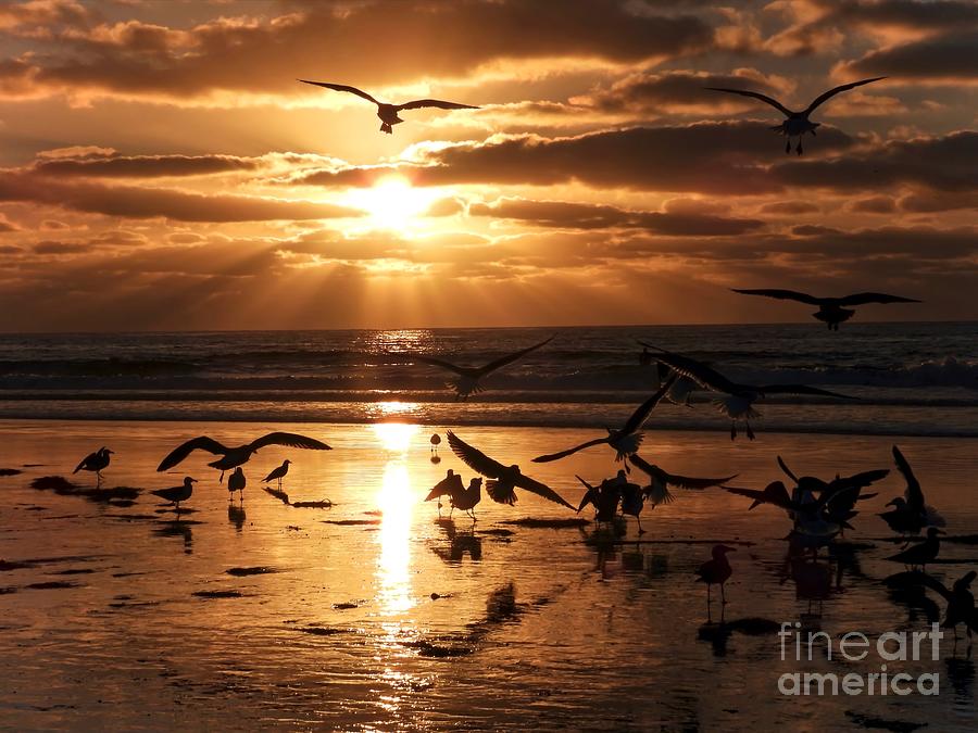Sunset Seagull Party Photograph by Beth Myer Photography