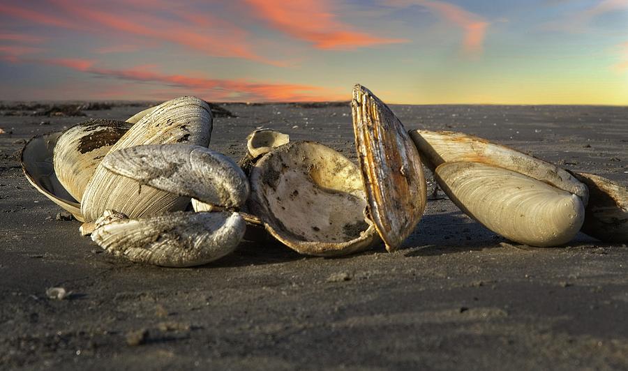 Sunset Photograph - Sunset Seashells by Matthew Adelman Sunset Photograph - Sunset Seashells by Matthew Adelman