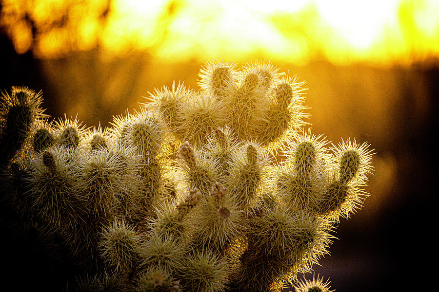 Sunset shining on cactus in Phoenix, Arizona. Painting by Kimberly ...