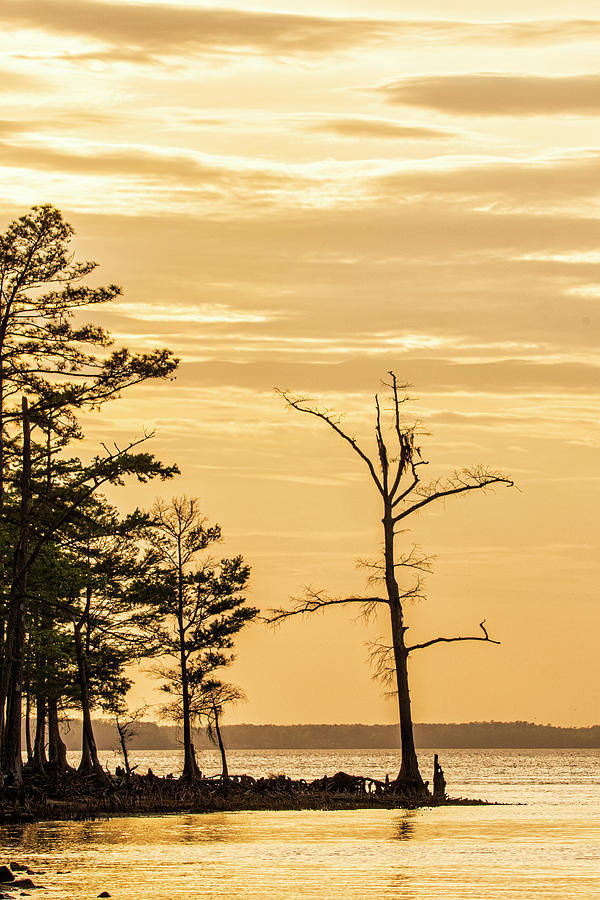 Sunset Silhouette at Pine Cliffs in the Croatan National Forest  - North Carolina Photograph by Bob Decker
