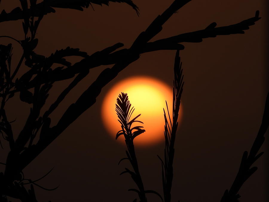 Sunset Silhouette Photograph by Charlotte Schafer