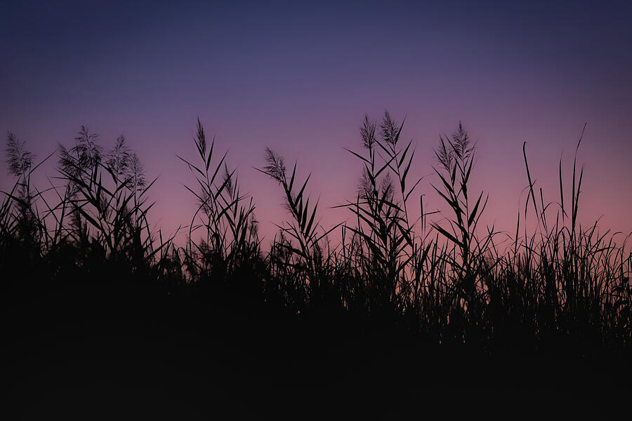 Sunset Silhouette Photograph by Dodie Ross Sunset Silhouette Photograph by Dodie Ross
