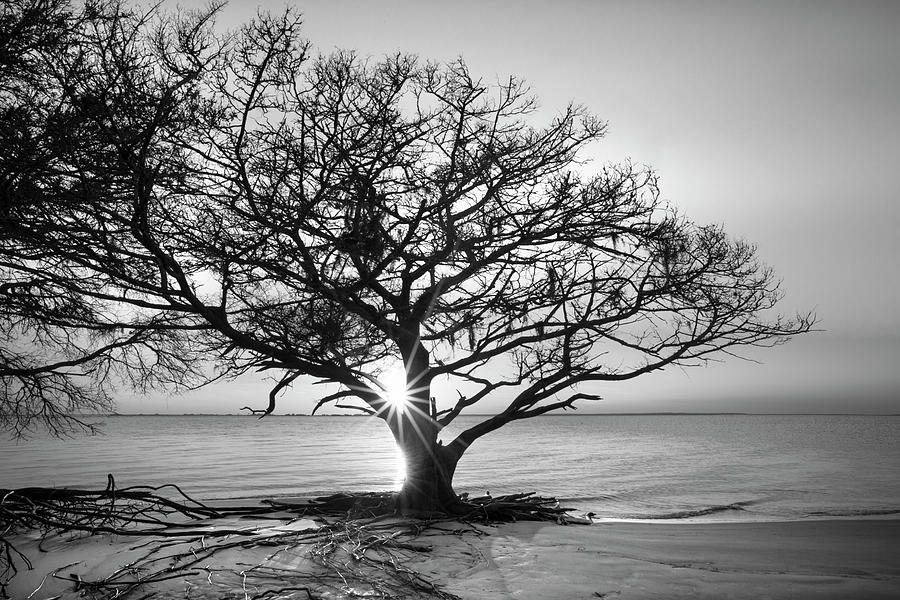 Spring Photograph - Sunset Silhouette in Black and White by Debra and Dave Vanderlaan