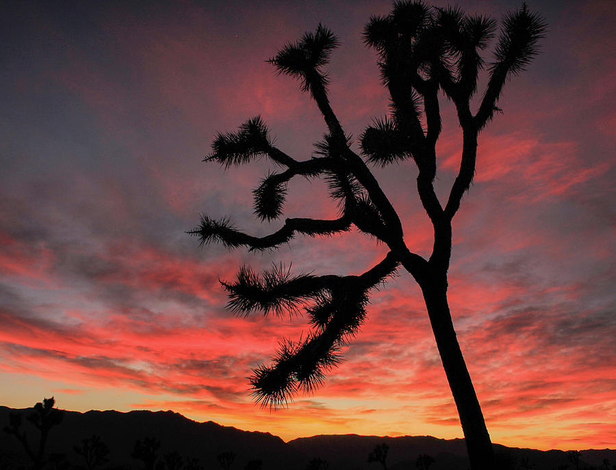 Sunset Silhouette, Joshua Tree Photograph by Angel La Canfora - Fine ...