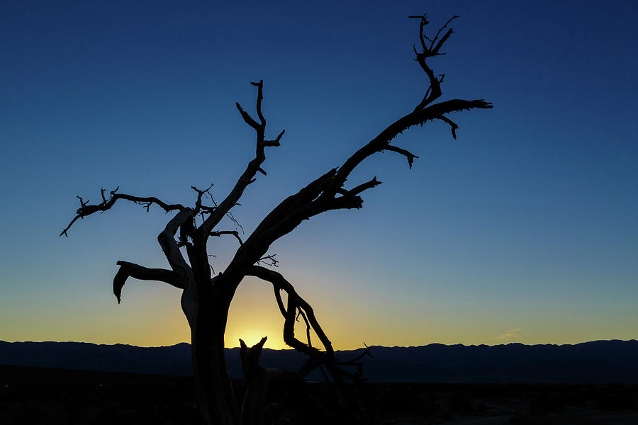 Sunset Silhouette Photograph by Mike Schaffner