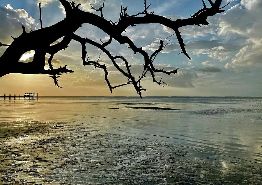 Sunset Silhouette Pine Island Photograph by Barbie Corbett-Newmin