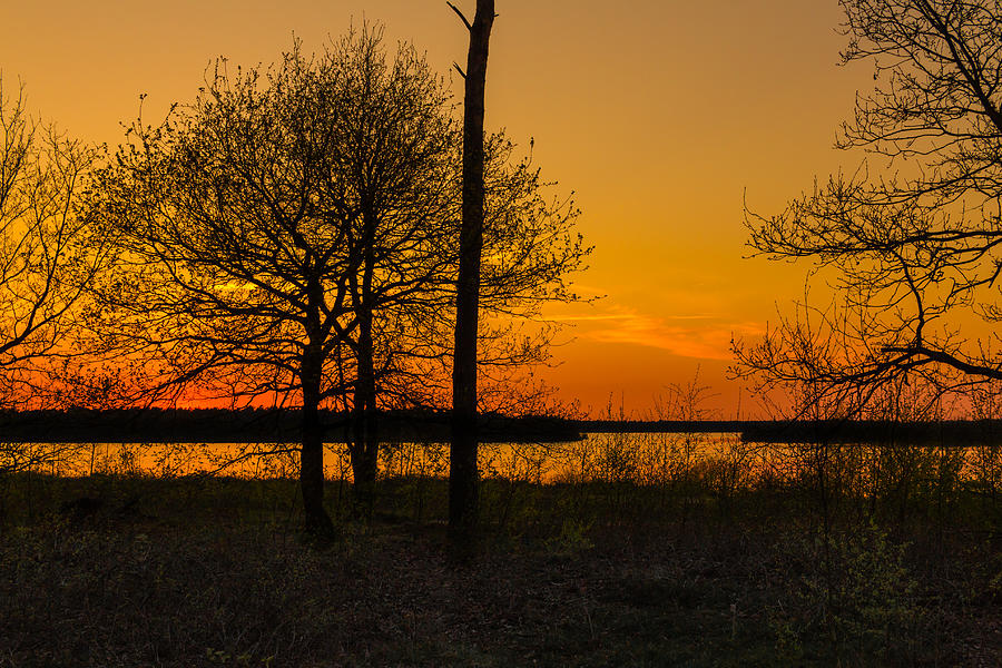 Sunset Silhouette Trees Photograph by William Mevissen