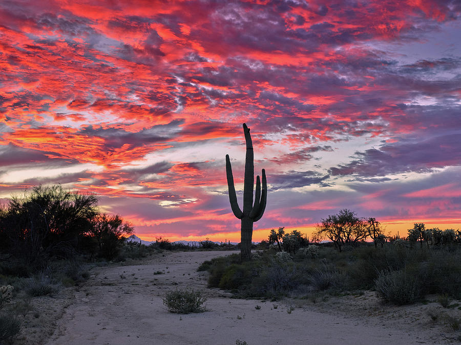 Sunset silhouettes a Saguaro Cactus in the Sonoran Desert, Arizona ...