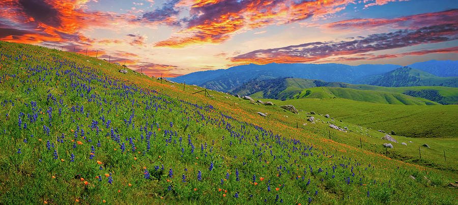 Sunset Skies and Wildflowers in Arvin Panorama Photograph by Lynn Bauer