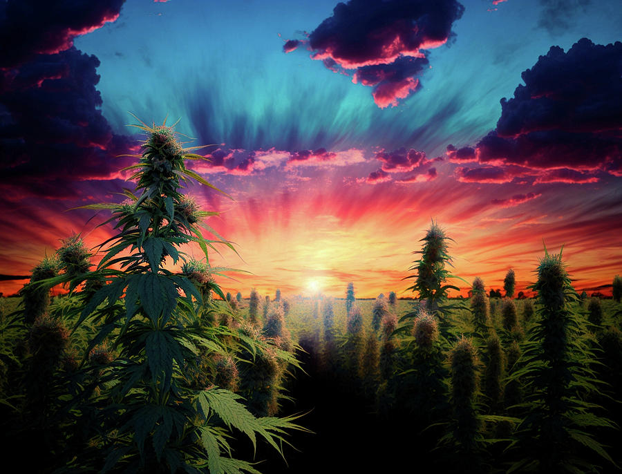Sunset Sky On A Cannabis Field Digital Art by Angie Tirado