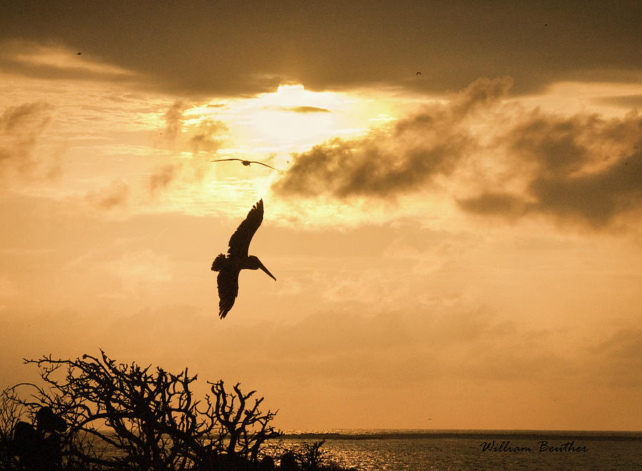 Bird Photograph - Sunset Soaring by William Beuther
