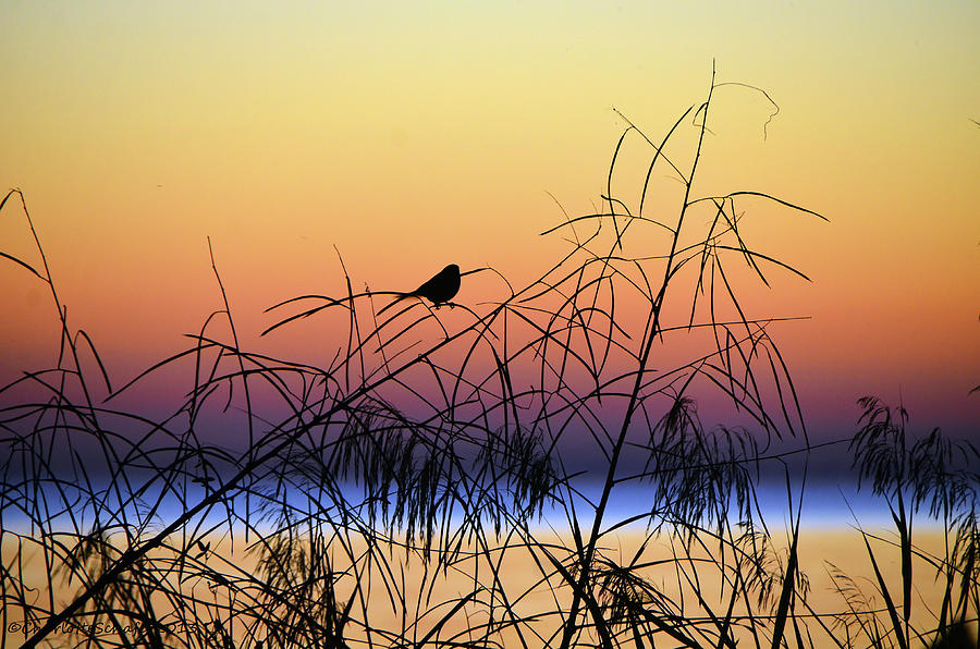 Sunset Song Photograph by Charlotte Schafer