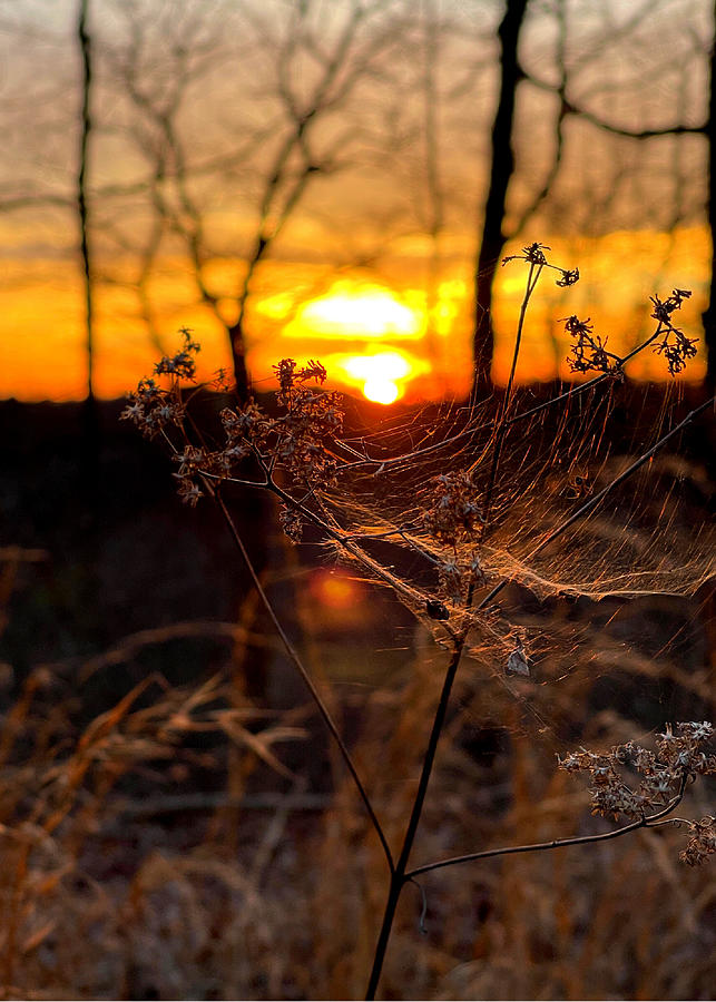 West Virginia Sunset Spiderweb Photograph