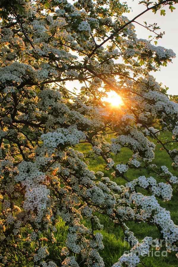 Sunset Spring Blossom Photograph