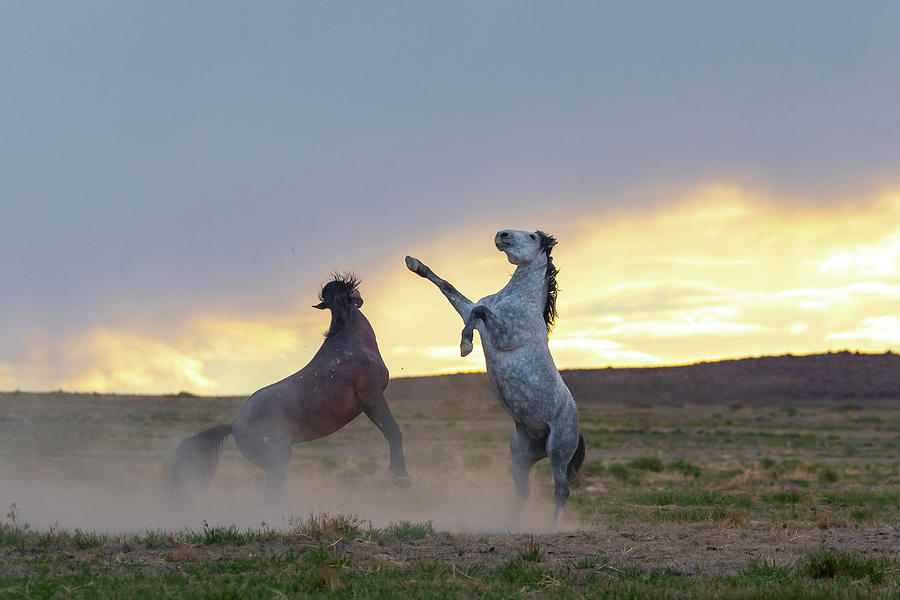 Sunset Stallions Photograph by Mary Hone