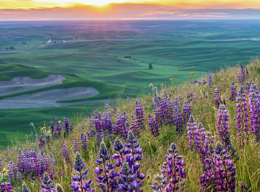Sunset Steptoe Lupine Photograph by Louise Kornreich