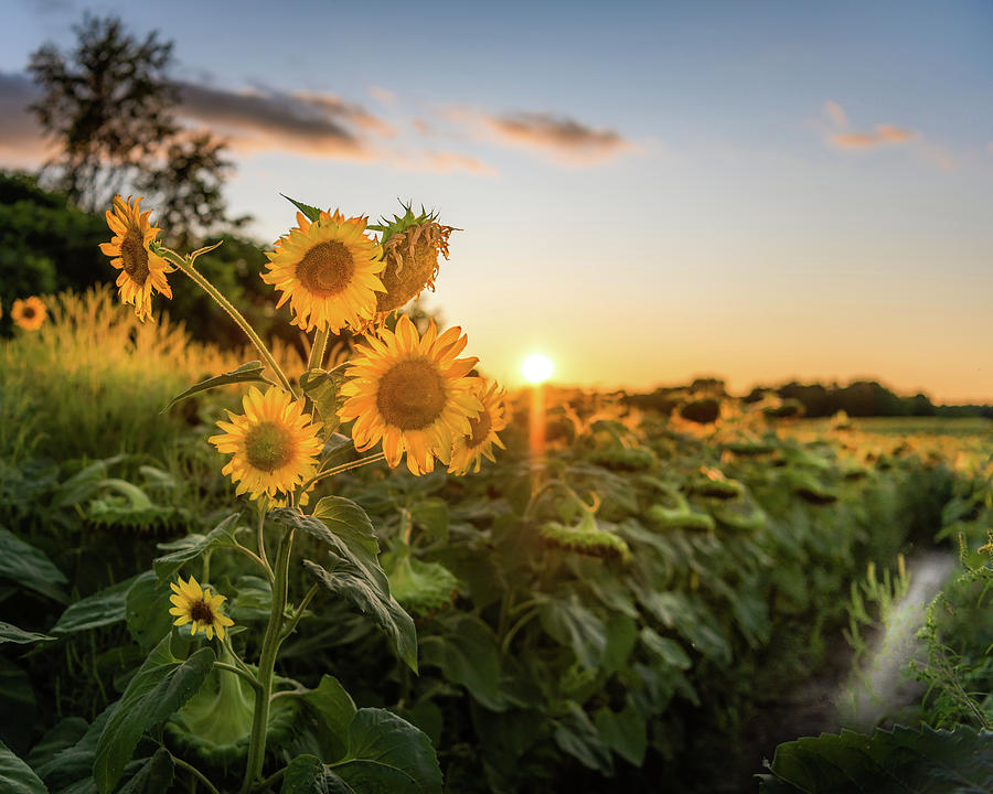 Sunset Sunflowers Photograph by Dee Potter