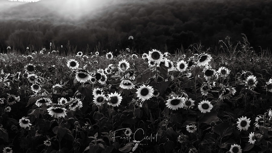 Sunset Sunflowers in Black and White Photograph by Fausto Ciciliot ...