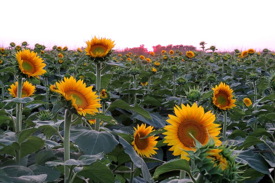 Sunset Sunflowers Photograph by Keith Stokes