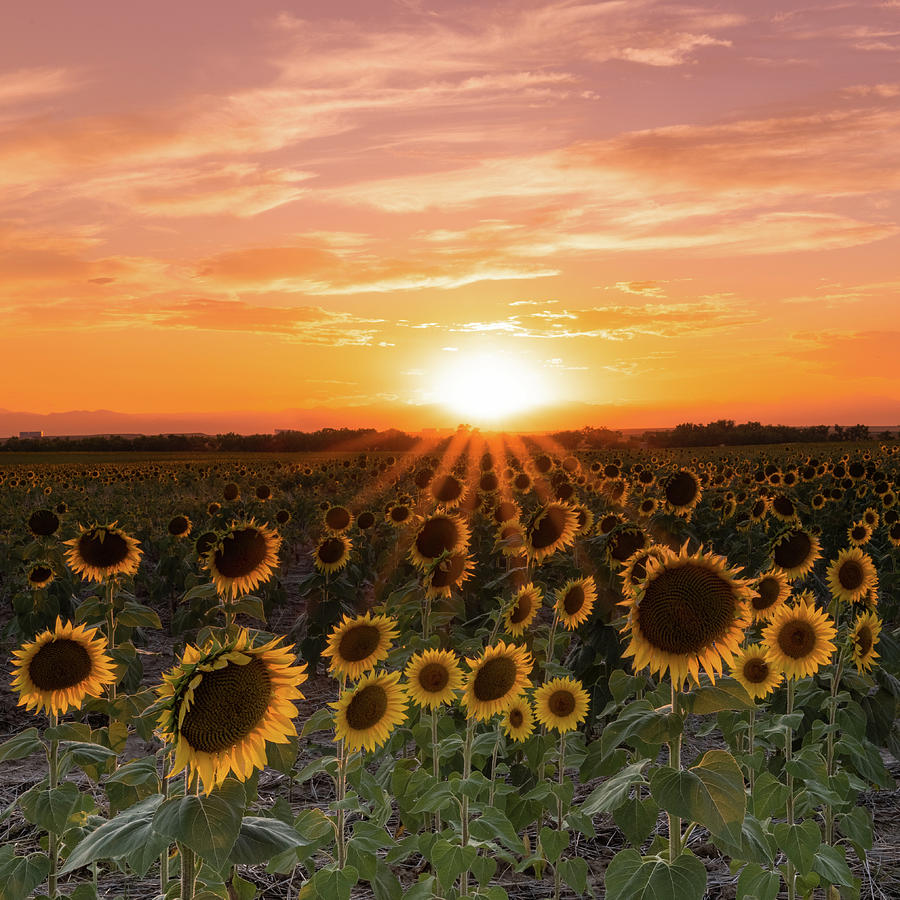 Sunset Sunflowers Photograph by Phillip Rubino