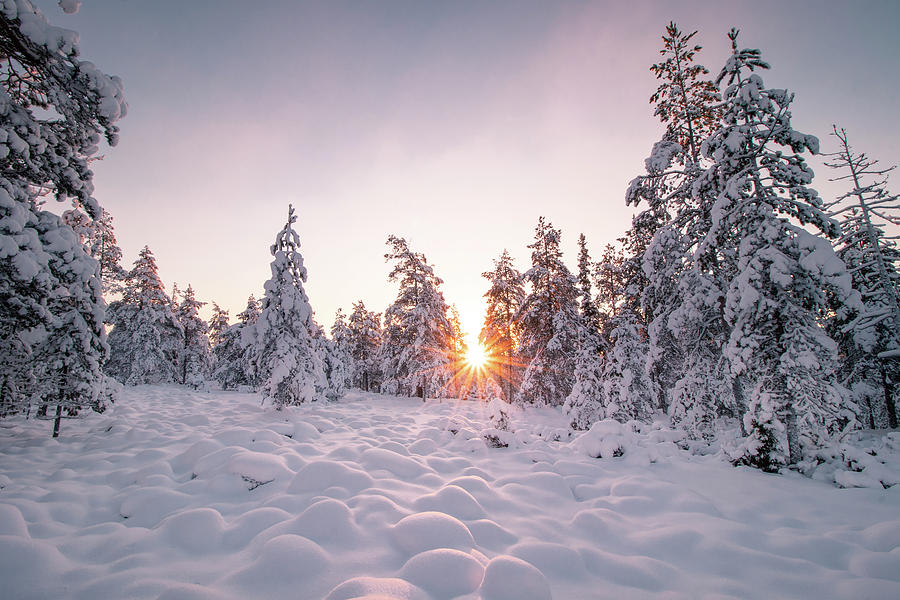 Sunset sunrays passing through the winter forest Photograph by Vaclav Sonnek
