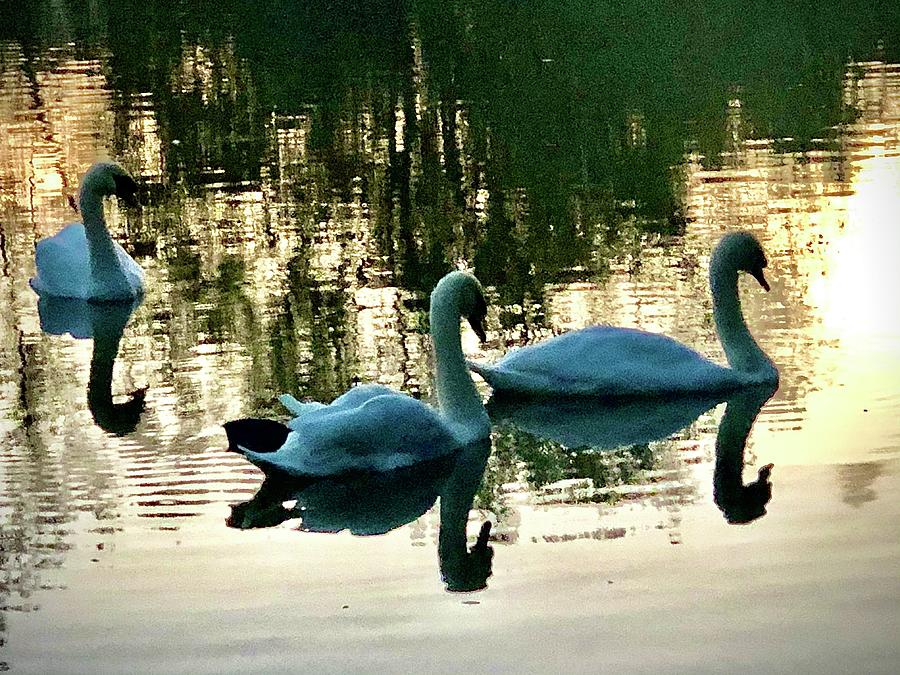 Sunset Swans Photograph by Gordon James