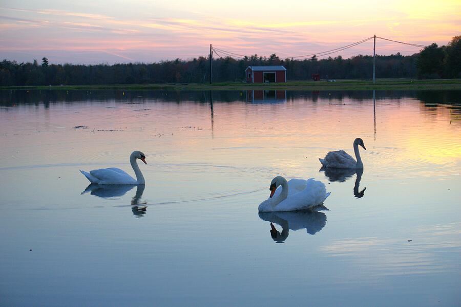 Sunset Photograph - Sunset Swans  by Linda Howes