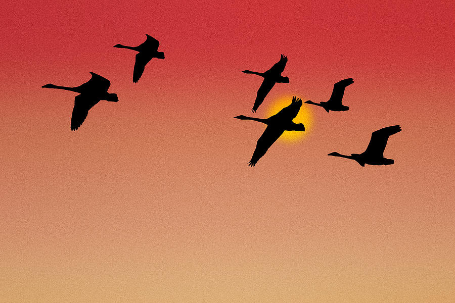 Sunset Digital Art - Sunset Swans by Tony Kroll