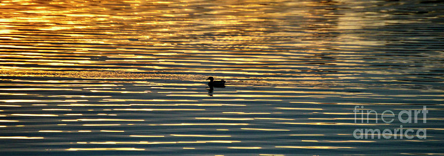 Sunset Swim Photograph by Gayle Deel