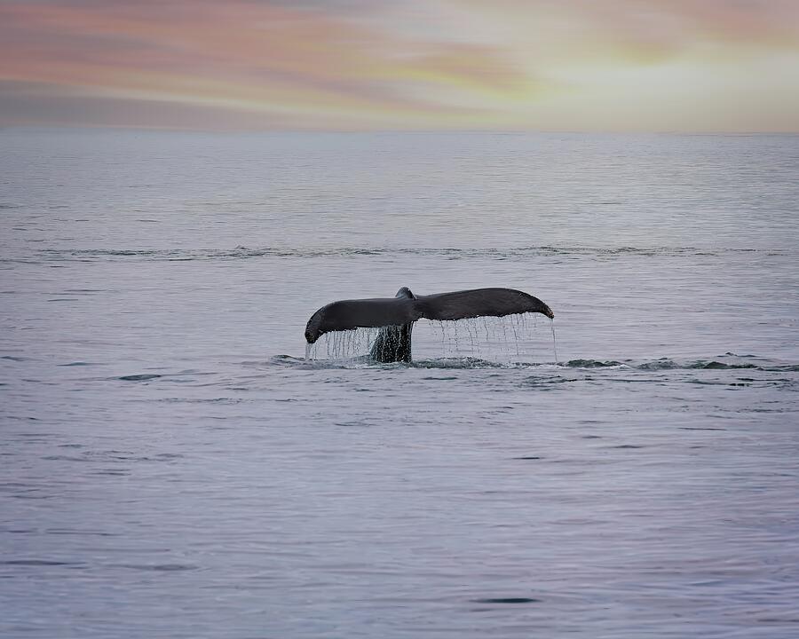 Sunset Photograph - Sunset Swim by Matthew Adelman Sunset Photograph - Sunset Swim by Matthew Adelman