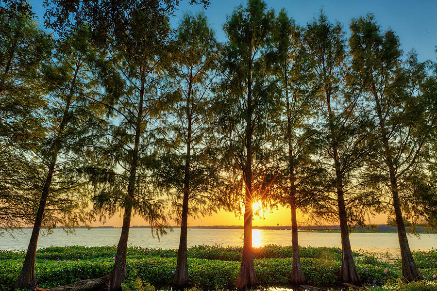 Sunset Through Cypress Trees Photograph By Mike Harlan Fine Art America 9393