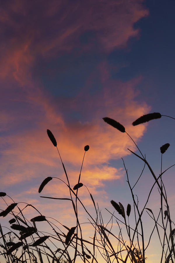 Sunset Through Grass Photograph by Mike Fusaro