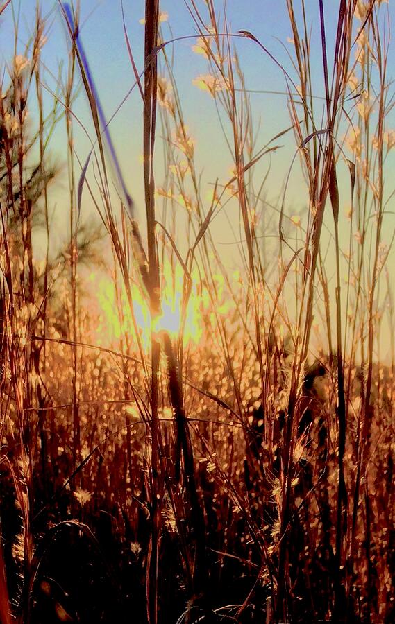 Sunset Through Tall Grass Photograph by Brandon Strellis Sunset Through Tall Grass Photograph by Brandon Strellis