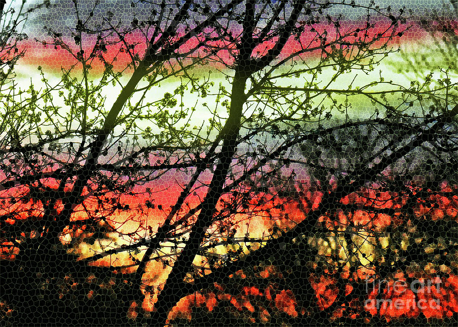 Sunset Through The Branches Photograph by Lydia Holly