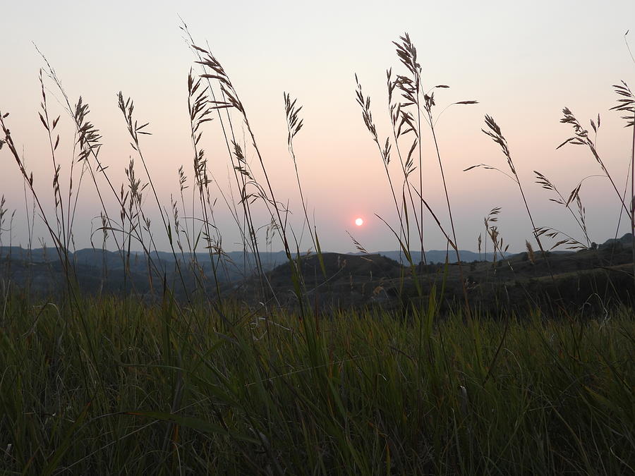 Sunset Through The Grass Photograph by Amanda R Wright