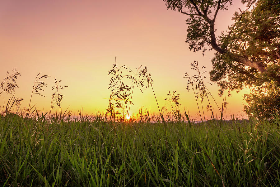 Sunset Through the High Grass Photograph by Jason Fink