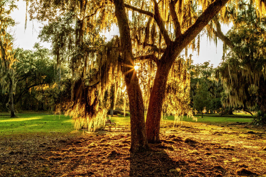 Sunset Photograph - Sunset Through the Moss, New Orleans by Kay Brewer