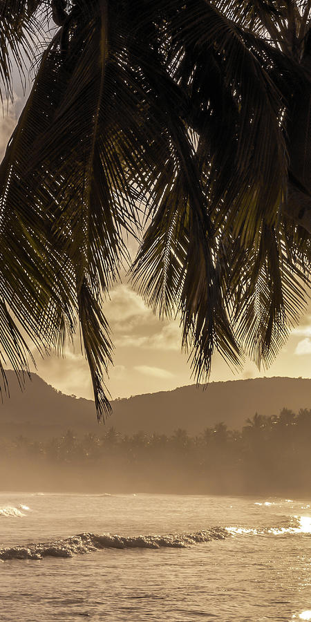 Sunset Through The Palms #2 Triptych Photograph by David Wilkins