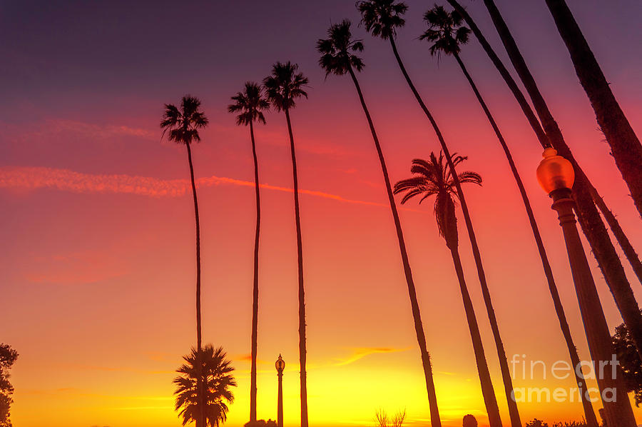 Los Angeles Photograph - Sunset through the palms9 by Micah May