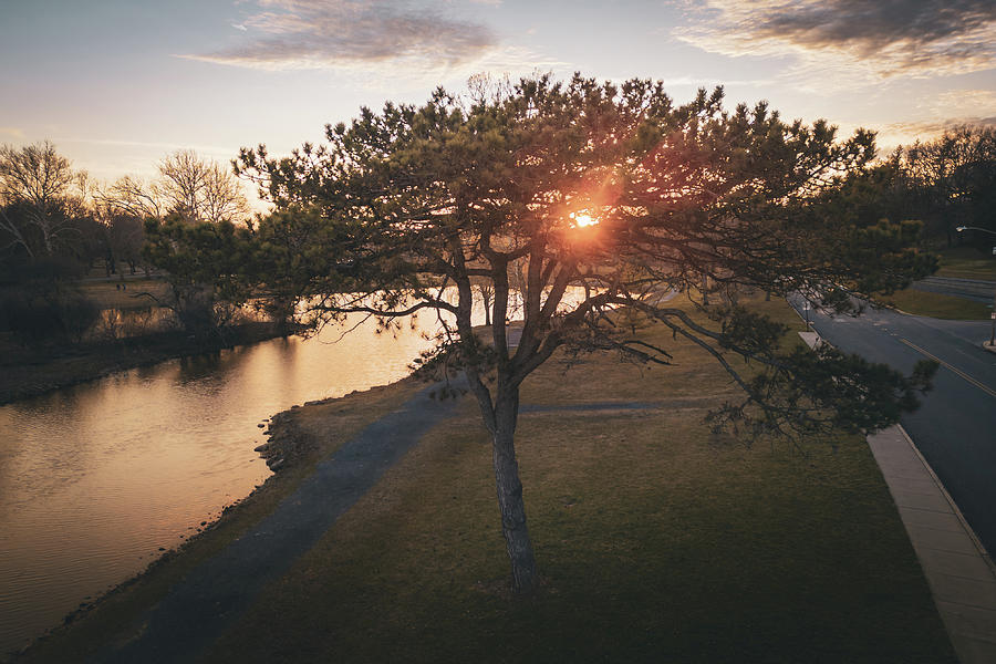 Sunset Through the Pine Cedar Beach Park Photograph by Jason Fink