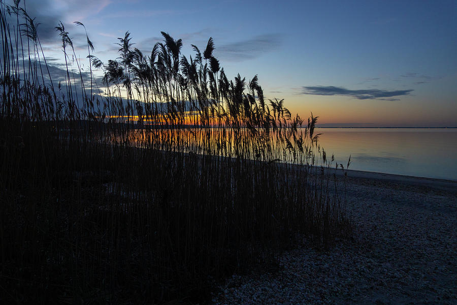 Sunset through the reed grass Photograph by Steve Gravano