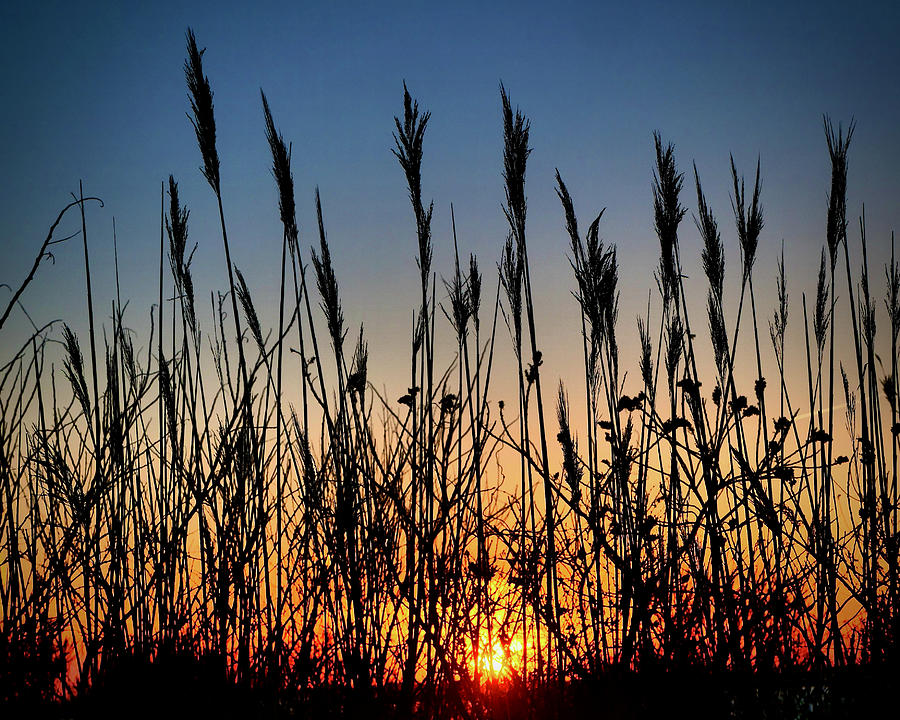 Sunset through the Reeds Photograph by Jack Riordan