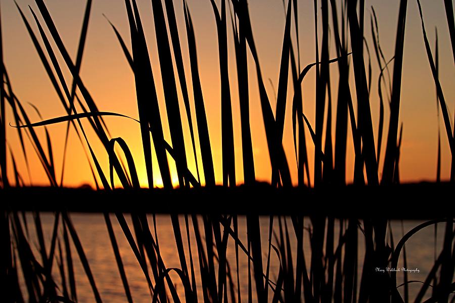Sunset Through the Reeds Photograph by Mary Walchuck