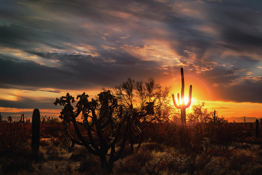 Sunset Through The Saguaro  Photograph by Saija Lehtonen